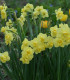 Narcis Cheerfulness - Narcissus - cibuloviny - 3 ks