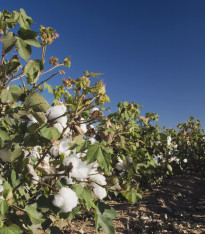 Mexická bavlna - Gossypium hirsutum - semena - 5 ks