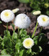 Sedmikráska Roggli bílá - Bellis perennis - semena - 50 ks