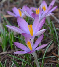 Krokus Roseus - Crocus tommasinianus - cibuloviny - 3 ks