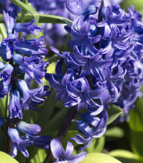 Hyacint mnohokvětý modrý - Hyacinthus - cibuloviny - 1 ks