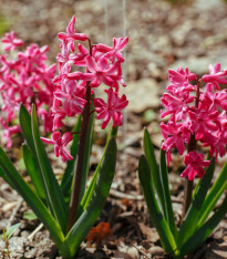 Hyacint mnohokvětý růžový - Hyacinthus - cibuloviny - 1 ks