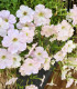 Petúnie Cascata F1 White - Petunia x atkinsiana - semena - 10 ks