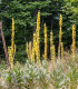 Divizna sápovitá - Verbascum phlomoides - semena - 0,1 g