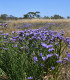 Limonka chobotnatá QIS Pale Blue - Limonium sinuatum - semena - 30 ks