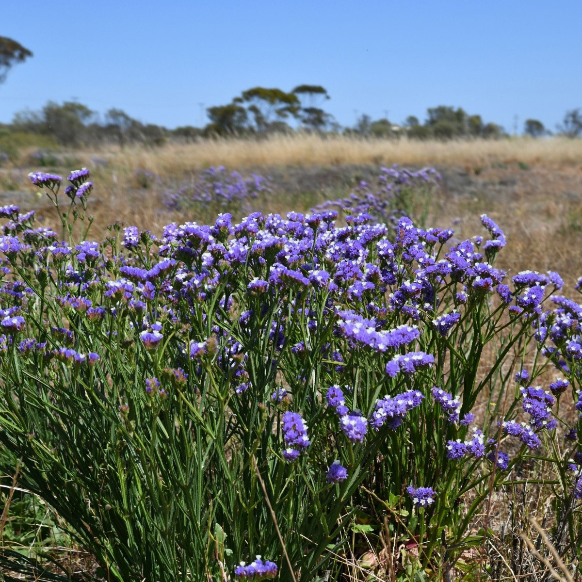 Limonka chobotnatá QIS Pale Blue - Limonium sinuatum - semena - 30 ks