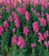 Hledík větší tmavě růžový - Antirrhinum majus - semena - 20 ks