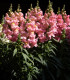 Hledík větší světle růžový - Antirrhinum majus - semena - 20 ks