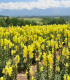 Hledík větší žlutý - Antirrhinum majus - semena - 20 ks