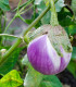 BIO Lilek Rosa Bianca - Solanum melongena - bio semena - 8 ks