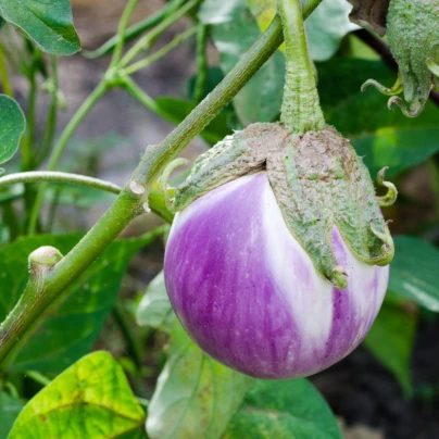 BIO Lilek Rosa Bianca - Solanum melongena - bio semena - 20 ks