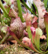 Špirlice mix - Sarracenia - semena - 10 ks