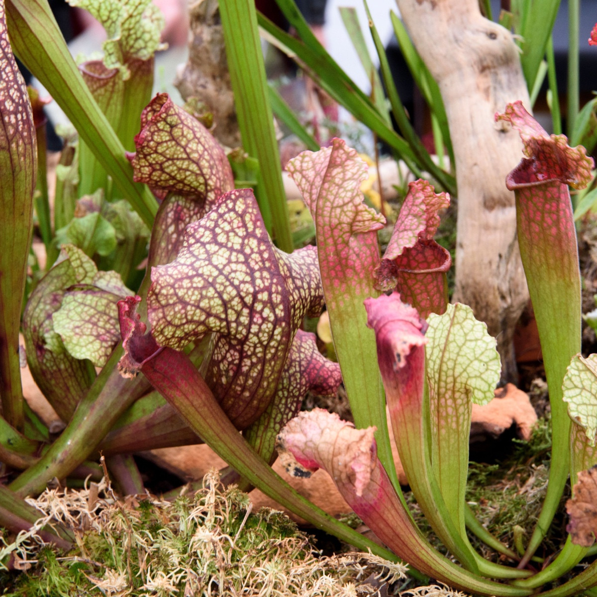 Špirlice mix - Sarracenia - semena - 10 ks