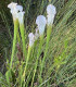 Špirlice bělolistá bílá - Sarracenia leucophylla - semena - 10 ks