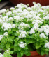 Nestařec Aloha bílý - Ageratum - semena - 20 ks
