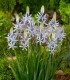 Ladoník bleděmodrý - Camassia cusickii - cibuloviny - 2 ks