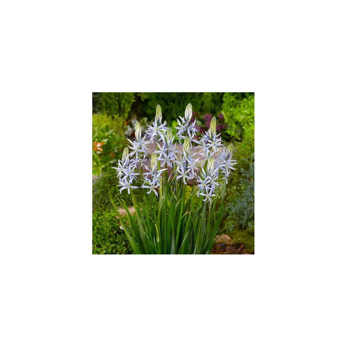 Ladoník bleděmodrý - Camassia cusickii - cibuloviny - 2 ks
