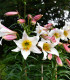 Lilie královská - Lilium regale - cibuloviny - 1 ks