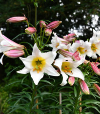 Lilie královská - Lilium regale - cibuloviny - 1 ks