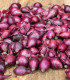 Cibule sazečka ozimá Akado - Allium cepa - cibulky - 250 g