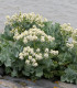 BIO Katráň přímořský - Crambe maritima - bio semena - 4 ks