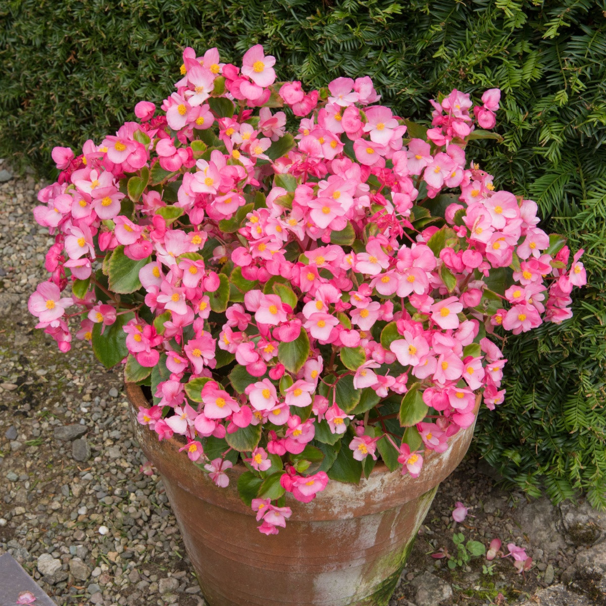 Begonie Super Olympia Pink F1 - Begonia semperflorens - semena - 12 ks