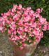 Begonie Super Olympia Rosa F1 - Begonia semperflorens - semena - 12 ks