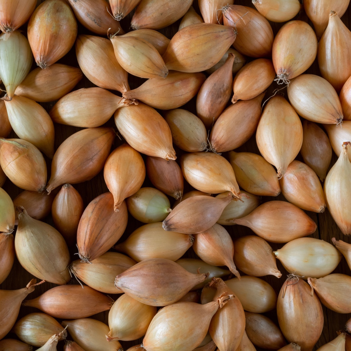 BIO Cibule sazečka Shakespeare ozimá - Allium cepa - cibulky - 50 ks