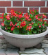 Begonie Super Olympia Červená F1 - Begonia semperflorens - semena - 12 ks