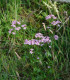 Zeměžluč okolíkatá - Centaurium erythraea - semena - 0,01 g