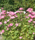 BIO Slézovec růžový - Lavatera trimestris - bio semena - 40 ks