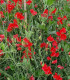 Hrachor Roma Scarlet - Lathyrus odoratus - semena - 15 ks