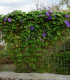 BIO Povíjnice fialová - Ipomoea purpurea - bio semena - 30 ks