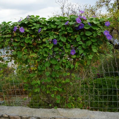 BIO Povíjnice fialová - Ipomoea purpurea - bio semena - 30 ks