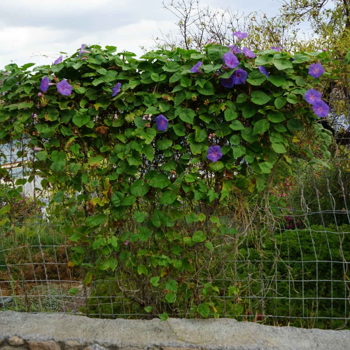 BIO Povíjnice fialová - Ipomoea purpurea - bio semena - 30 ks