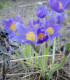 Koniklec alpinský Bells Violet - Pulsatilla alpina - semena - 20 ks