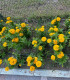 Ostálka Zinderella Yellow - Zinnia elegans - semena - 20 ks