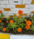 Ostálka Zinderella Orange - Zinnia elegans - semena - 20 ks