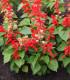 Šalvěj šarlatová Lady in Red - Salvia coccinea - semena - 10 ks