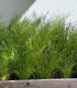 Isolepis Live Wire - Isolepis cernua - semena - 10 ks