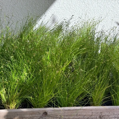 Isolepis Live Wire - Isolepis cernua - semena - 10 ks