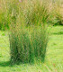 Sítina rozkladitá Spiralis - Juncus effusus - semena - 20 ks
