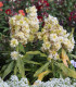 Fiala letní Anytime Yellow - Matthiola incana - semena - 60 ks