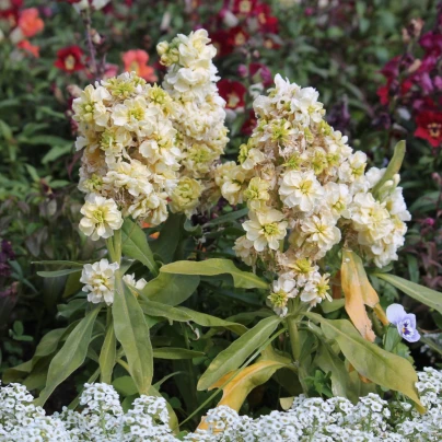 Fiala letní Anytime Yellow - Matthiola incana - semena - 60 ks