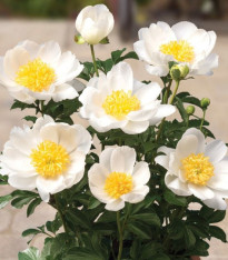 Pivoňka Patio Dublin - Paeonia lactiflora - cibuloviny - 1 ks