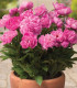 Pivoňka Patio Rome - Paeonia lactiflora - cibuloviny - 1 ks
