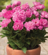 Pivoňka Patio Rome - Paeonia lactiflora - cibuloviny - 1 ks