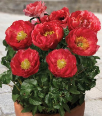 Pivoňka Patio Moscow - Paeonia lactiflora - cibuloviny - 1 ks