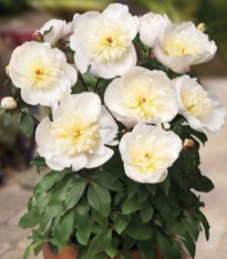 Pivoňka Patio Madrid - Paeonia - cibuloviny - 1 ks