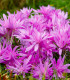 Ocún Waterlily - Colchicum - cibuloviny - 1 ks